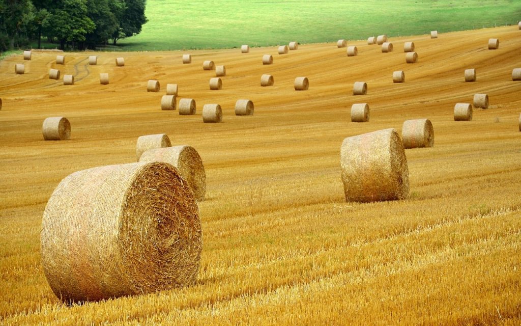 Plant Agriculture